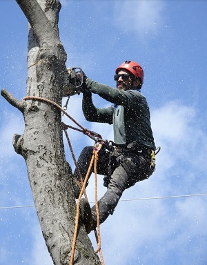 Image for Elk Grove Tree Care with ID of: 3751343