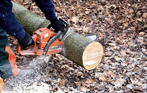 Image for Elk Grove Tree Care with ID of: 3751344