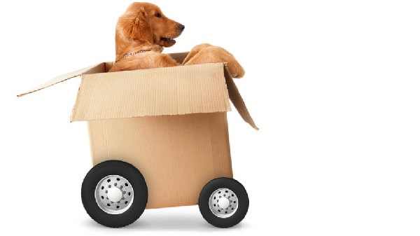 Image for Things to Keep in Mind When Moving With Pets with ID of: 3751533