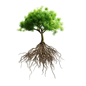 Image for Santa Clarita Tree Service with ID of: 3751688