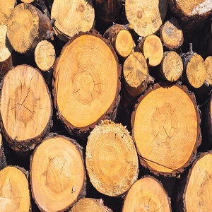 Image for Santa Clarita Tree Service with ID of: 3751694