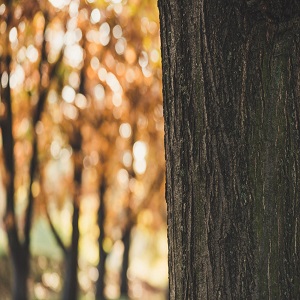 Image for Santa Clarita Tree Service with ID of: 3751696