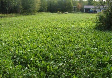 Image for 120 Acre Hunting Camp with ID of: 375177