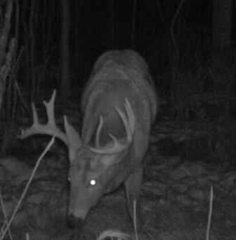 Image for 120 Acre Hunting Camp with ID of: 375181