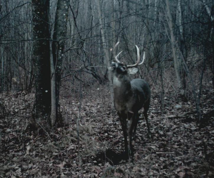 Image for 120 Acre Hunting Camp with ID of: 375182