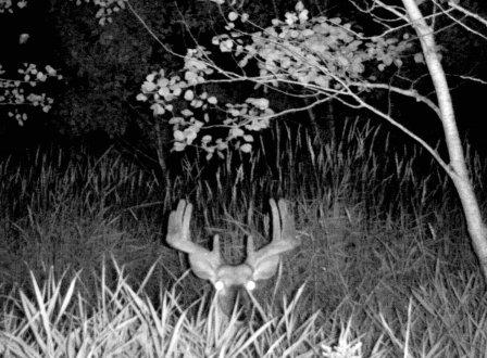 Image for 120 Acre Hunting Camp with ID of: 375184