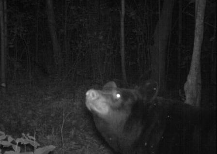 Image for 120 Acre Hunting Camp with ID of: 375185
