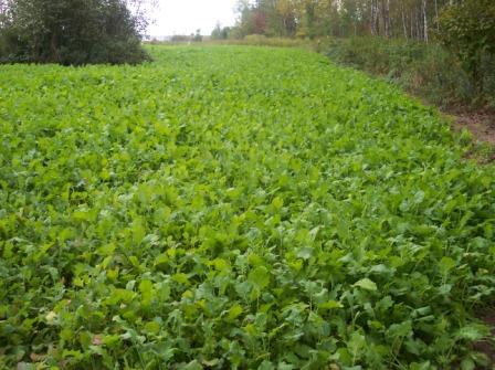 Image for 120 Acre Hunting Camp with ID of: 375188