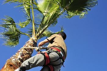 Image for Elk Grove Tree Pros with ID of: 3753222