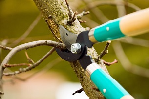 Image for Elk Grove Tree Pros with ID of: 3753223