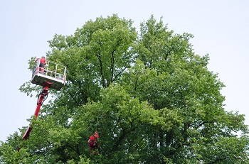 Image for Elk Grove Tree Pros with ID of: 3753224
