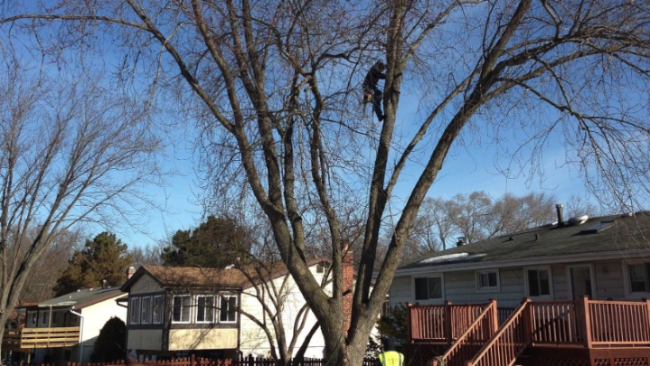 Image for Centreville Tree Services with ID of: 3753875