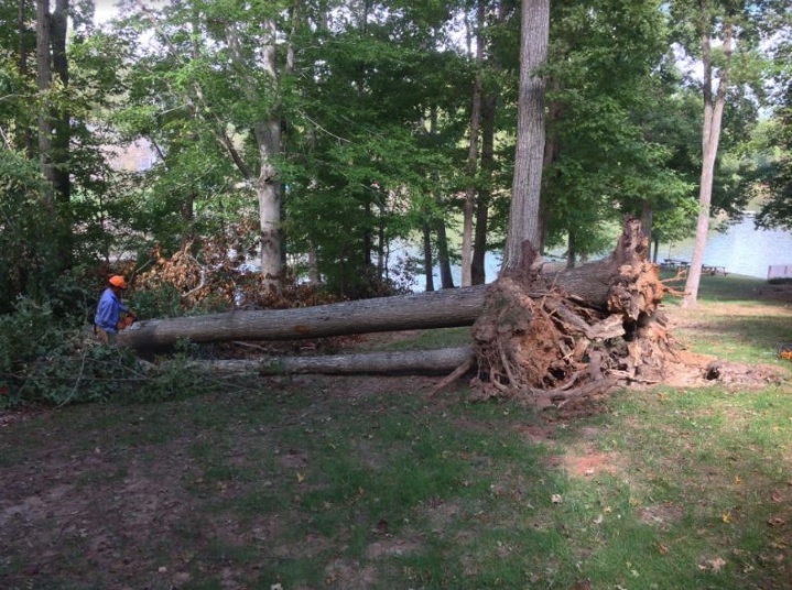 Image for Centreville Tree Services with ID of: 3753879
