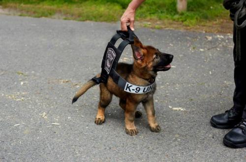 Image for Boston Police Foundation with ID of: 3754353