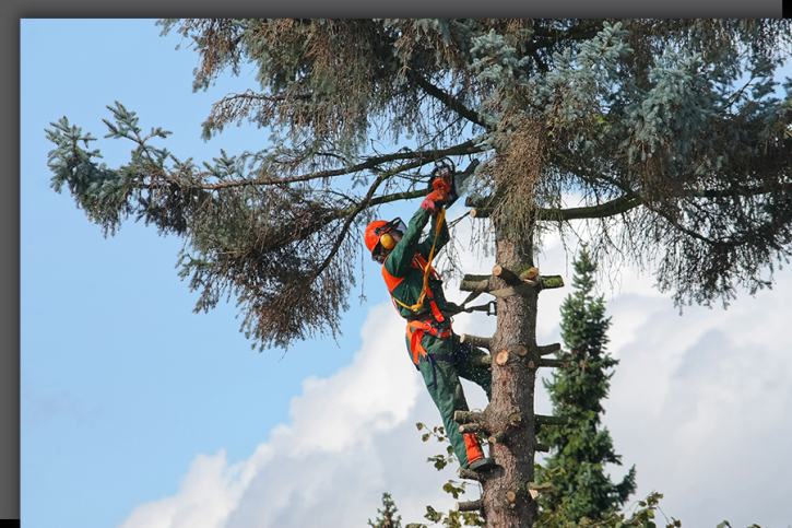 Image for Aaron's Tree & Landscaping Services with ID of: 3755184
