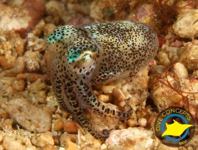Image for Top Diving Spots You Have To Explore In Bali with ID of: 3756924