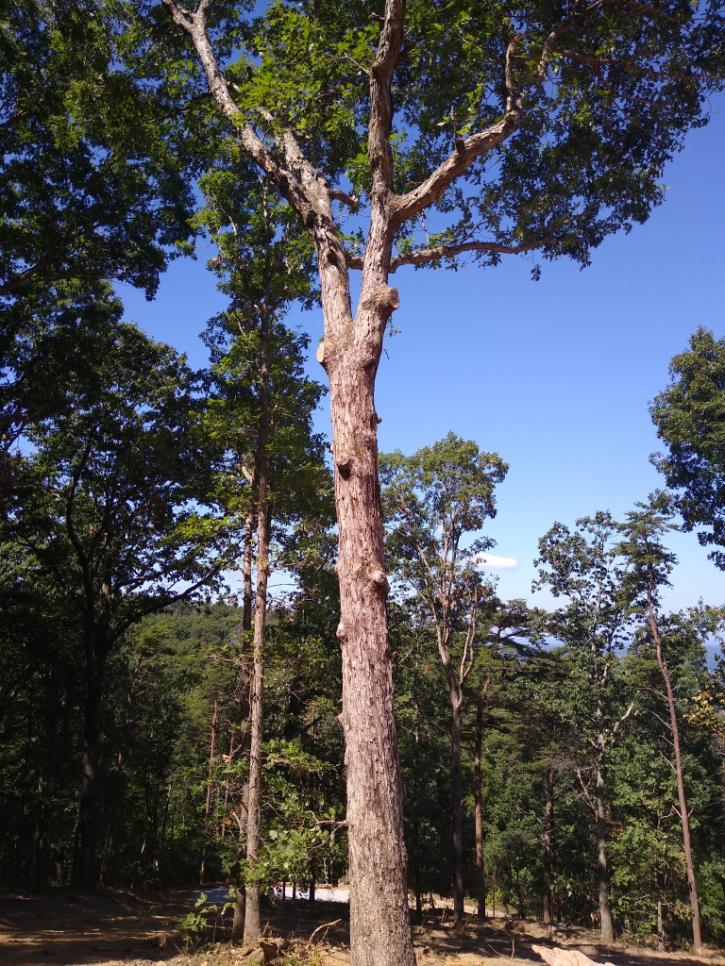 Image for Lucas Tree Service with ID of: 3757446