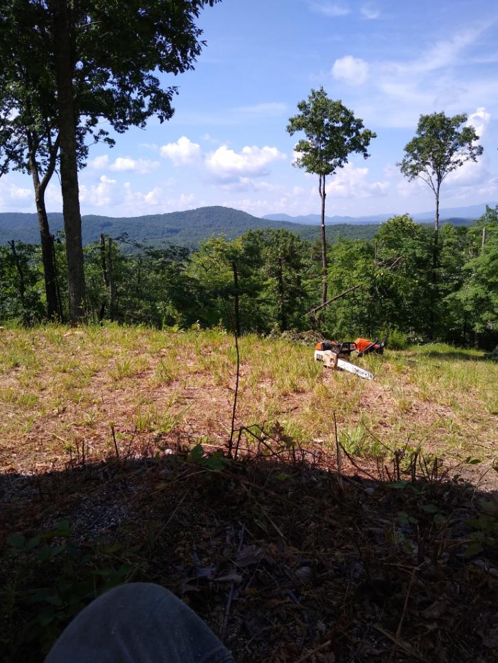 Image for Lucas Tree Service with ID of: 3757449