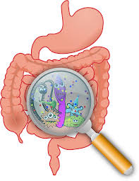 Image for Comprehensive Digestive Stool Analysis Test At EBL Naturopathic Clinic with ID of: 3758451