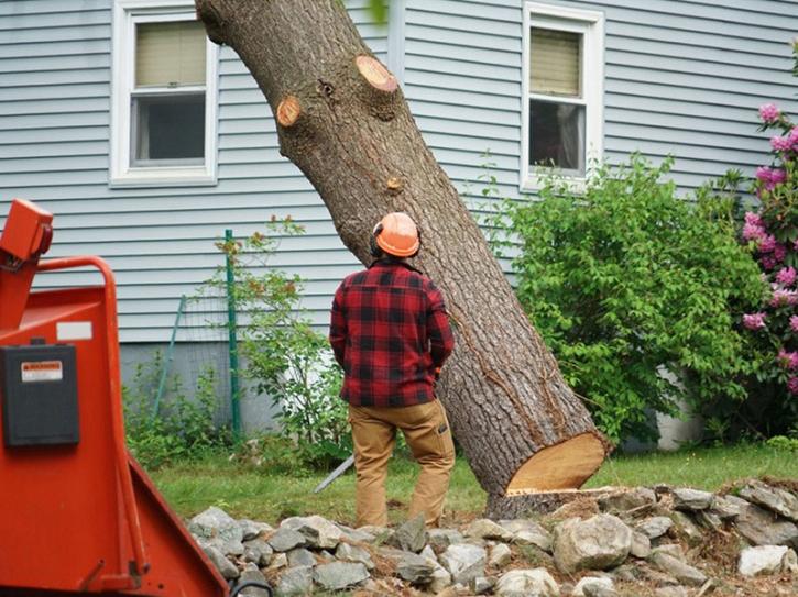 Image for Professional Tree Trimming Service Alpharetta GA with ID of: 3761045