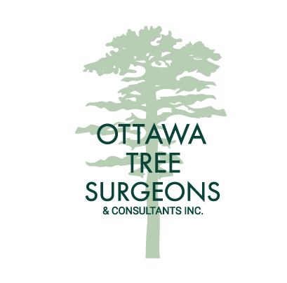 Image for Tree Removal Ottawa with ID of: 3761391