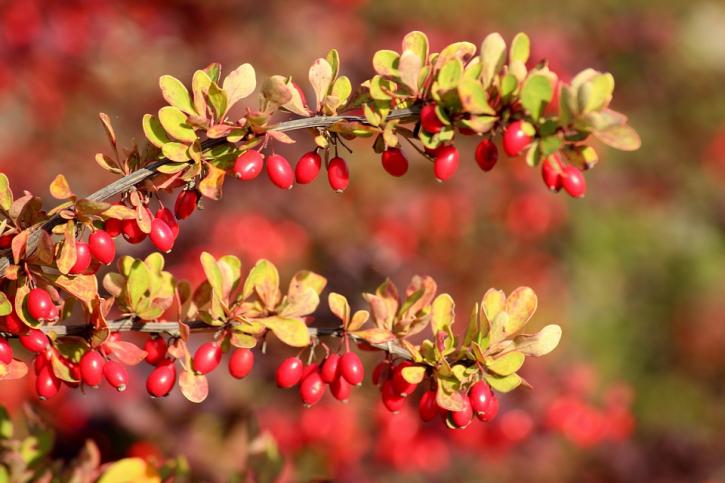 Image for Does Berberine Suppress Appetite with ID of: 3770021