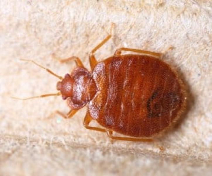 Image for Bed Bug Exterminator 911 with ID of: 3770990