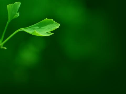 Image for Flora Garden Tours with ID of: 3771113