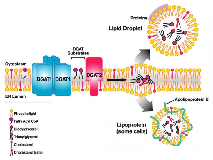 Image for protein diameter with ID of: 3771402
