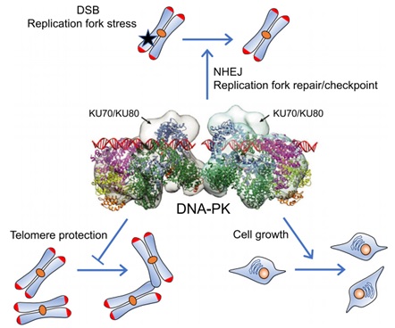 Image for rat cytokine array with ID of: 3771422