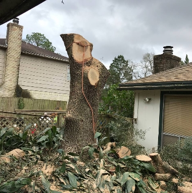 Image for Highpoint Tree Care with ID of: 3773404