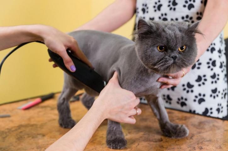 Image for Nadia Mobile Grooming with ID of: 3776513