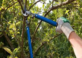 Image for Professional Tree Service with ID of: 3776760