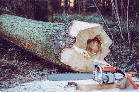 Image for Professional Tree Service with ID of: 3776761