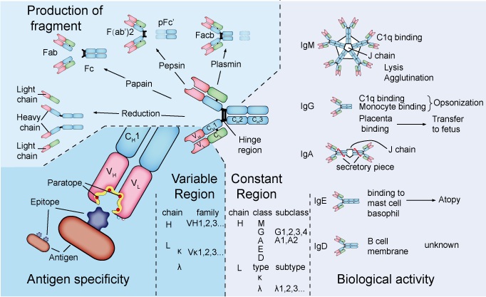 Image for antibody structure with ID of: 3776917