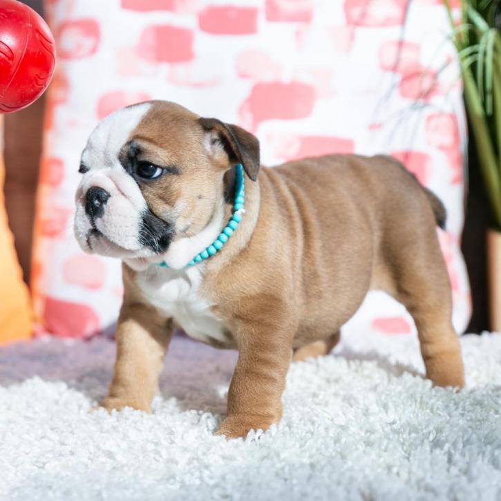 Image for Central Park Puppies with ID of: 3788151