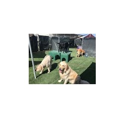 Image for Our Dog House with ID of: 3788301
