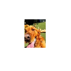 Image for Our Dog House with ID of: 3788304