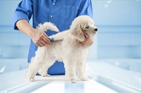 Image for Pawsh Palace with ID of: 3789635