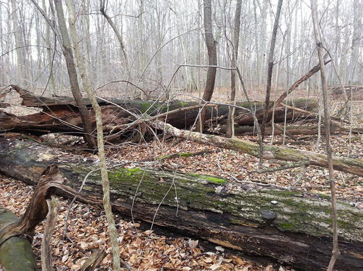 Image for Select Forestry Services with ID of: 3791250