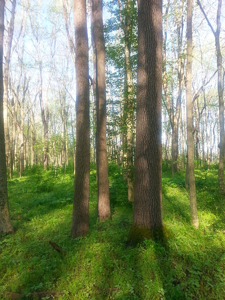 Image for Select Forestry Services with ID of: 3791251