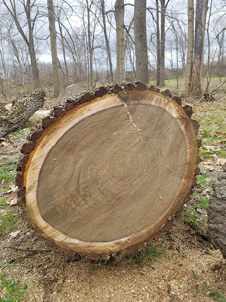 Image for Select Forestry Services with ID of: 3791254