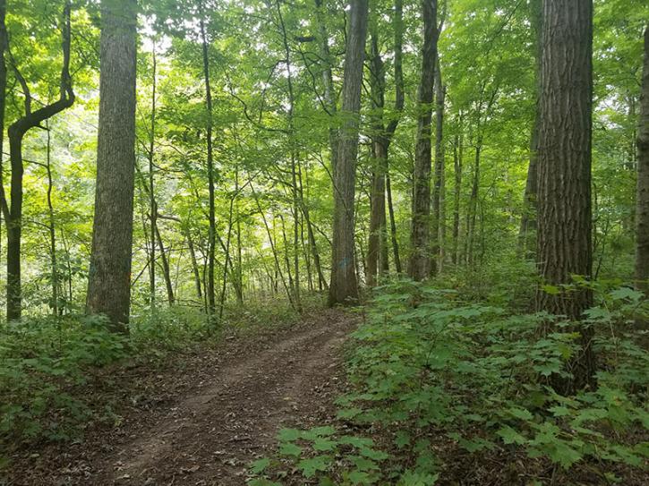 Image for Select Forestry Services with ID of: 3791256