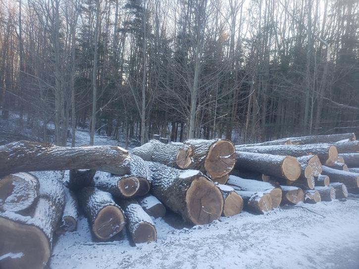 Image for Select Forestry Services with ID of: 3791258