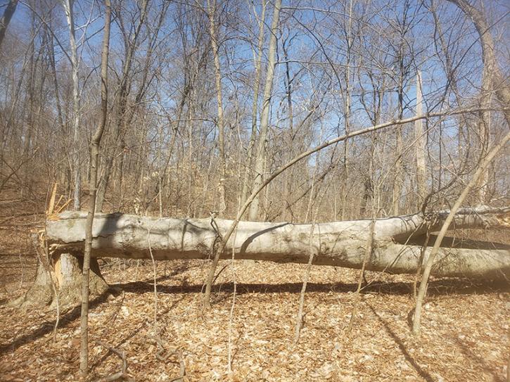 Image for Select Forestry Services with ID of: 3791261