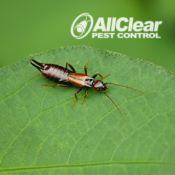 Image for All Clear Pest Control with ID of: 3794073