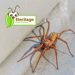 Image for Heritage Pest Control with ID of: 3796510