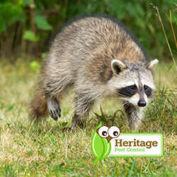 Image for Heritage Pest Control with ID of: 3796513