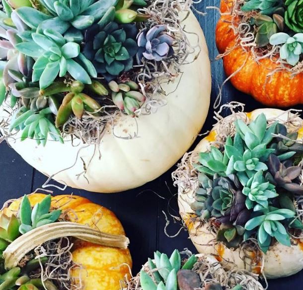 Image for The Seaside Succulent LLC with ID of: 3799993