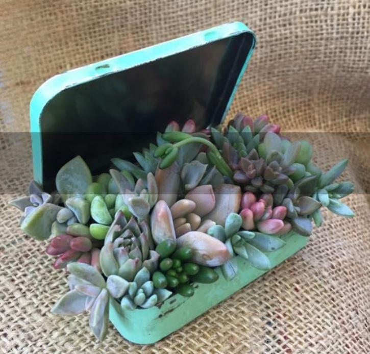 Image for The Seaside Succulent LLC with ID of: 3799994